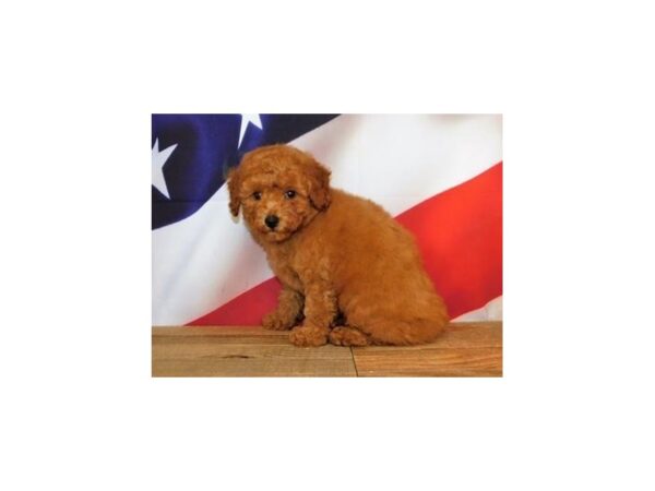 Poodle Mini DOG Male Apricot 20179 Petland Batavia, Illinois