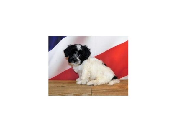 Havanese DOG Male White / Black 20177 Petland Batavia, Illinois