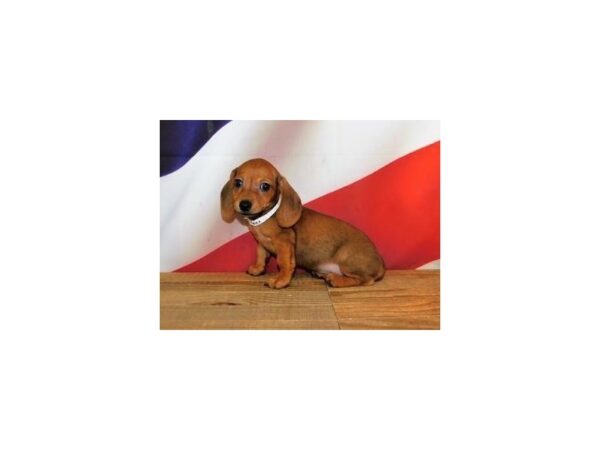 Dachshund DOG Female Red Sable 20176 Petland Batavia, Illinois