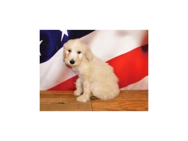 Goldendoodle DOG Female Light Golden 20182 Petland Batavia, Illinois