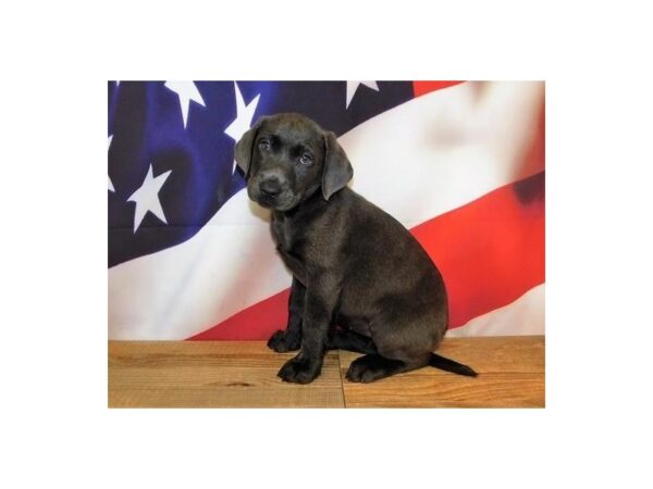 Labrador Retriever DOG Female Charcoal 20178 Petland Batavia, Illinois
