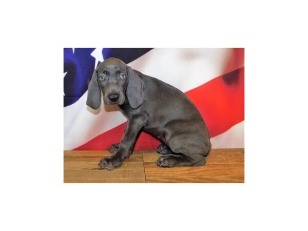 Weimaraner DOG Female Blue 12063 Petland Batavia, Illinois