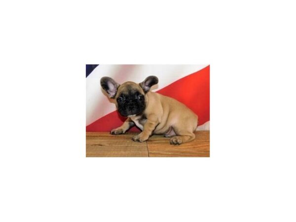 French Bulldog-DOG-Male-Fawn-12061-Petland Batavia, Illinois