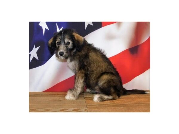 Huskipoo-DOG-Male-Sable / White-12072-Petland Batavia, Illinois