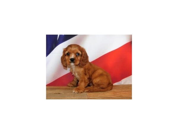 Cockalier-DOG-Female-Red-12068-Petland Batavia, Illinois