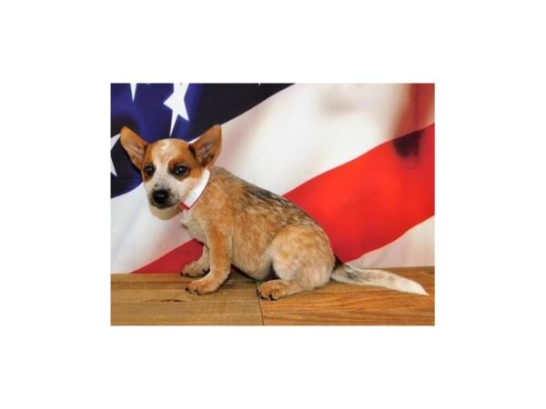 Heeler-DOG-Female-Red Merle-12065-Petland Batavia, Illinois