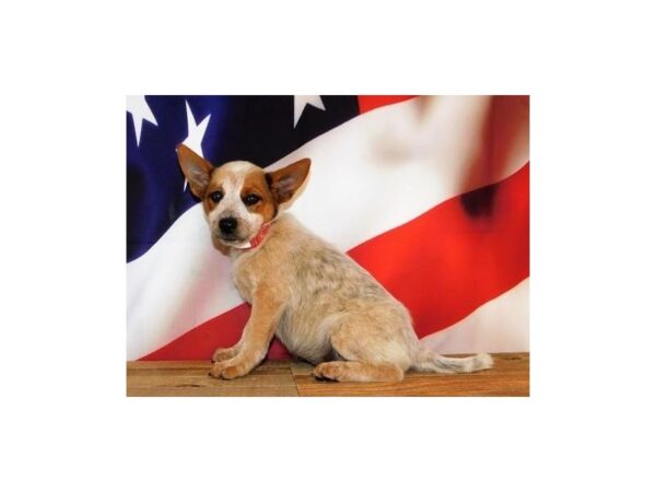 Heeler-DOG-Female-Red Merle-12064-Petland Batavia, Illinois