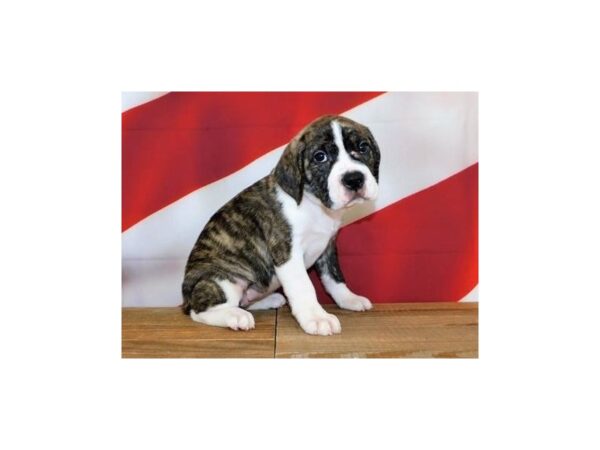 Beabull DOG Female Brindle / White 12067 Petland Batavia, Illinois