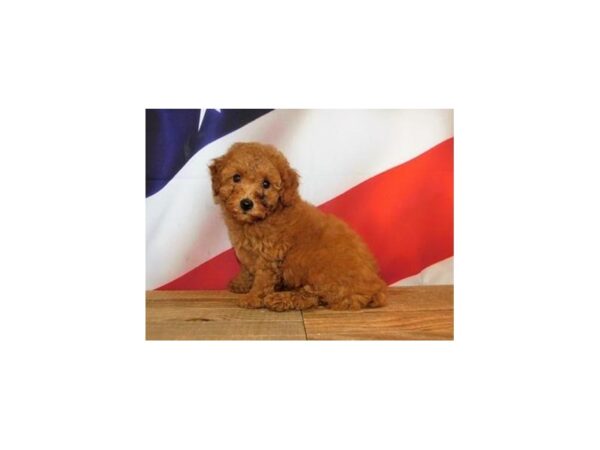 Poodle Mini DOG Female Apricot 12062 Petland Batavia, Illinois