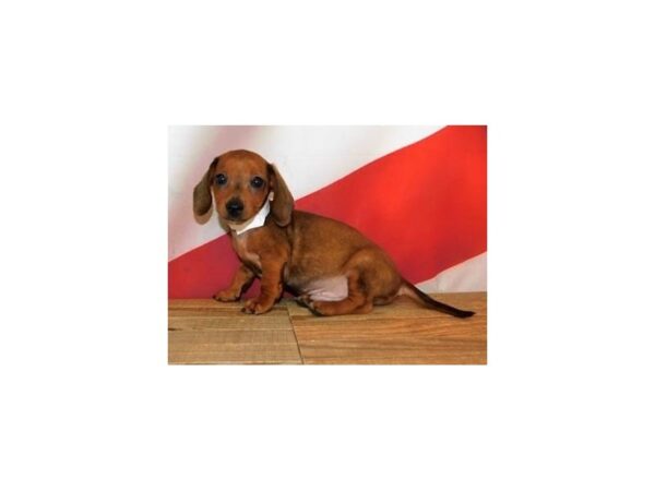 Dachshund DOG Male Red Sable 12060 Petland Batavia, Illinois