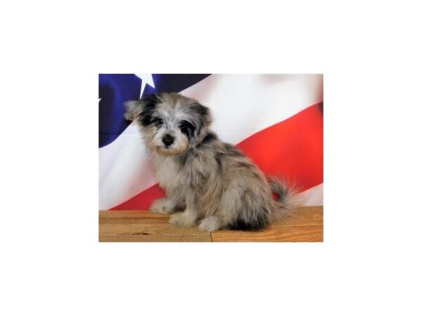 Pom A Poo-DOG-Male-Blue Merle-12071-Petland Batavia, Illinois