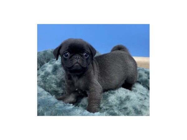 Pug DOG Male Silver 19962 Petland Batavia, Illinois