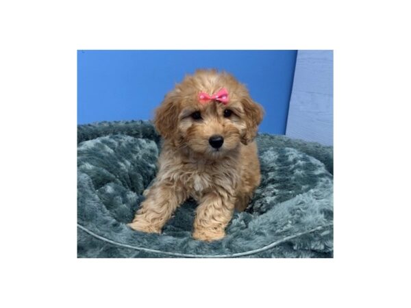 Goldendoodle Mini 2nd Gen DOG Female Golden 19952 Petland Batavia, Illinois