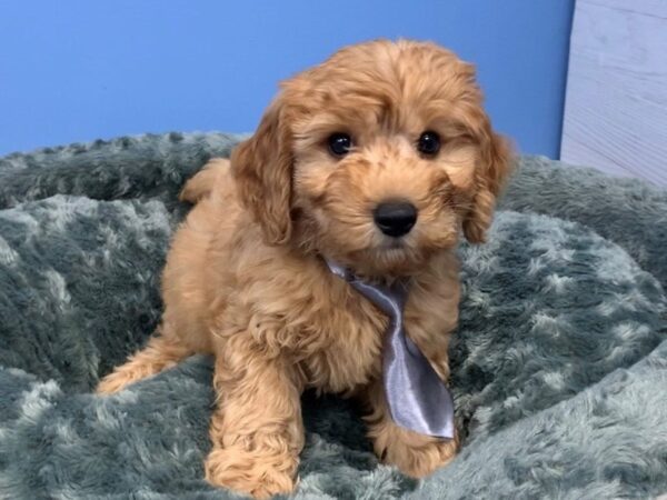 Goldendoodle Mini 2nd Gen DOG Male Golden 19948 Petland Batavia, Illinois