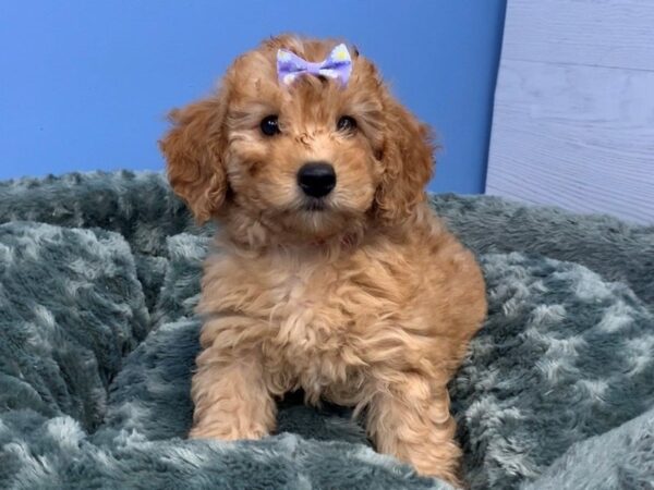 Goldendoodle Mini 2nd Gen DOG Female Golden 19951 Petland Batavia, Illinois