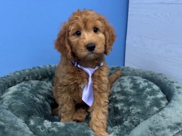 Goldendoodle Mini 2nd Gen DOG Male Golden 19949 Petland Batavia, Illinois