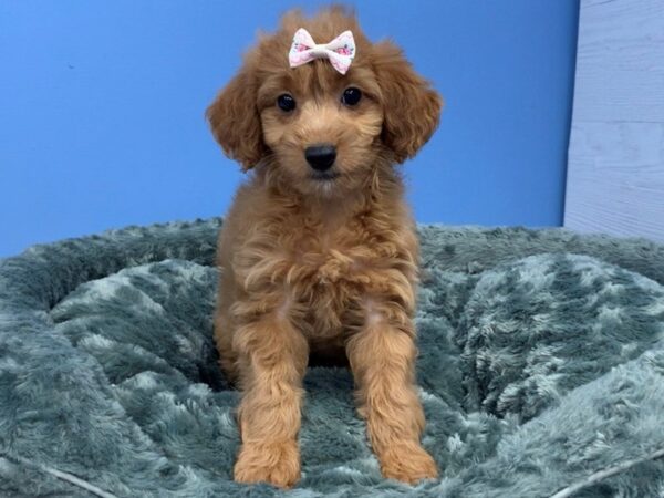 Goldendoodle Mini 2nd Gen DOG Female Golden 19950 Petland Batavia, Illinois
