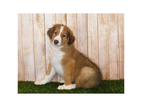 Collie/English Shepherd DOG Male Sable / White 19993 Petland Batavia, Illinois