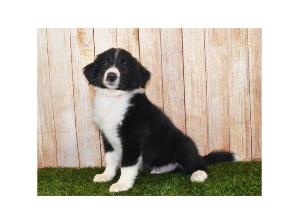 Collie/English Shepherd-DOG-Male-Black / White-20192-Petland Batavia, Illinois