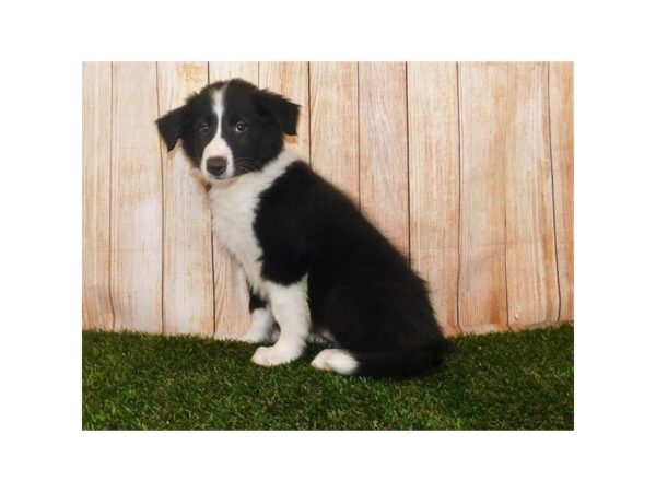 Collie/English Shepherd-DOG-Female-Black / White-12080-Petland Batavia, Illinois