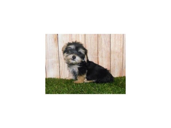 Yorkshire Terrier-DOG-Male-Black / Tan-19989-Petland Batavia, Illinois