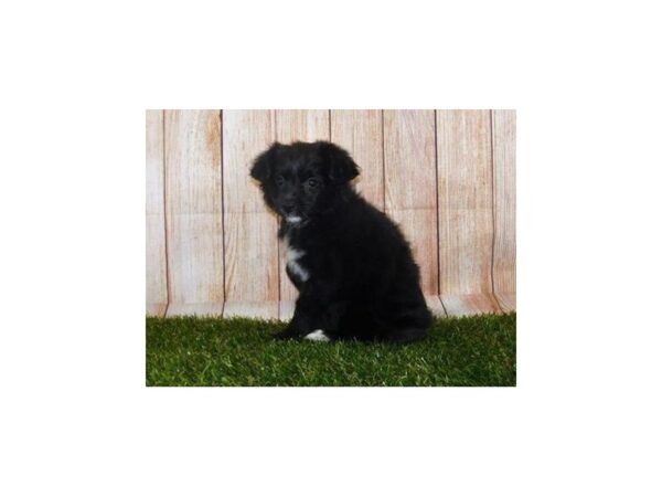 Pom A Poo DOG Female Black 19992 Petland Batavia, Illinois