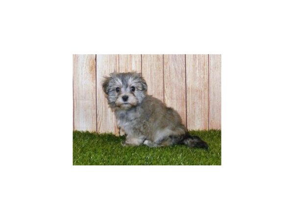 Teddy Bear DOG Female Gold Sable 19990 Petland Batavia, Illinois