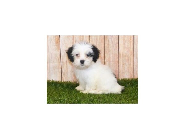 Maltese/Lhasa Apso-DOG-Male-Black / White-19991-Petland Batavia, Illinois