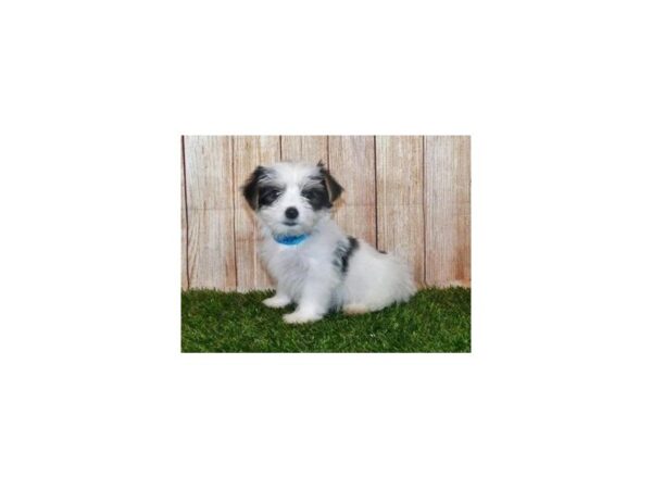Biewer Yorkshire Terrier DOG Male Black White / Tan 20189 Petland Batavia, Illinois