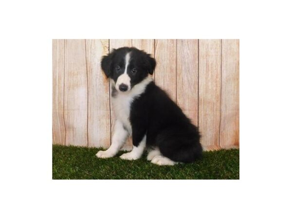 Collie/English Shepherd-DOG-Male-Black / White-20191-Petland Batavia, Illinois