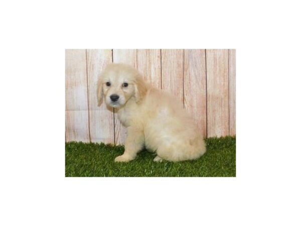 Golden Retriever DOG Male Light Golden 20187 Petland Batavia, Illinois