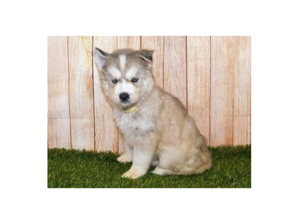 Siberian Husky DOG Female Gray / White 20188 Petland Batavia, Illinois