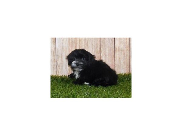 Maltese/Lhasa Apso DOG Female Black 12078 Petland Batavia, Illinois