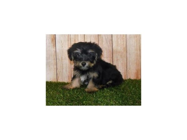Yorkshire Terrier-DOG-Male-Black / Tan-12077-Petland Batavia, Illinois