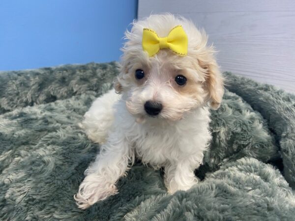 Havachon DOG Female Cream & White 19974 Petland Batavia, Illinois