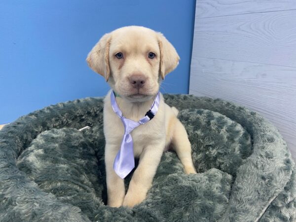 Labrador Retriever-DOG-Male-Yellow-19968-Petland Batavia, Illinois