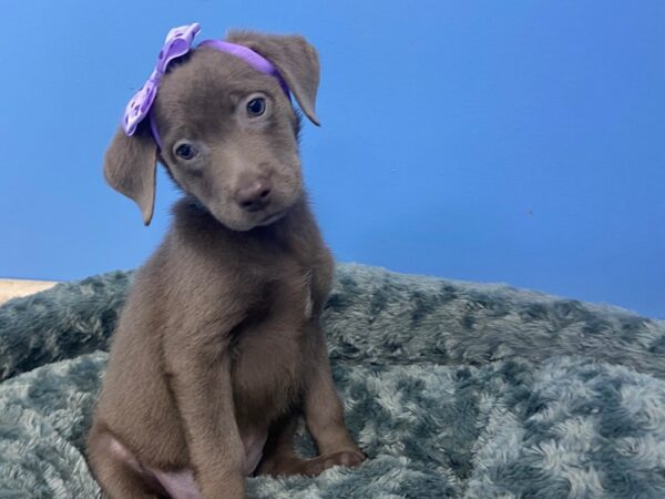 Labrador Retriever DOG Female Silver 19964 Petland Batavia, Illinois