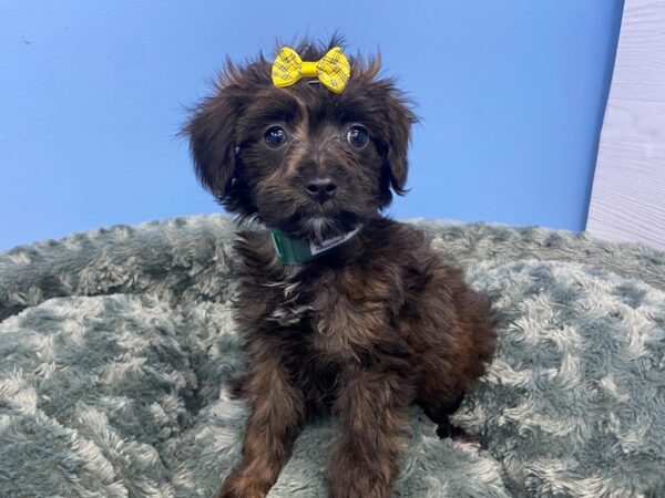 Aussiedoodle Mini DOG Female Brindle 19983 Petland Batavia, Illinois