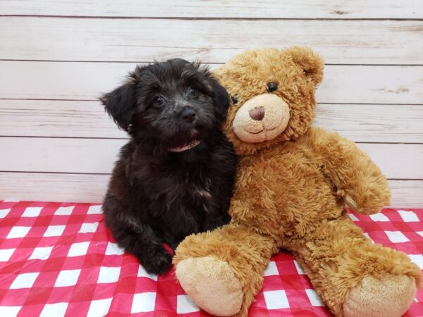 Aussiedoodle Mini-DOG-Female-Brindle-20193-Petland Batavia, Illinois