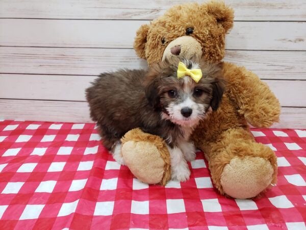 Aussiedoodle Mini DOG Female Sable and White 20194 Petland Batavia, Illinois