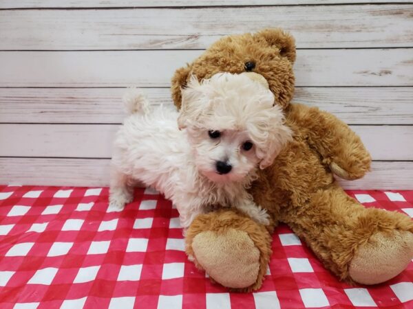 Havachon DOG Male Cream & White 20197 Petland Batavia, Illinois