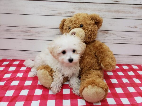 Havachon-DOG-Male-Cream & White-20198-Petland Batavia, Illinois