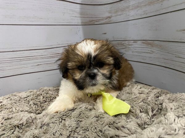 Shih Tzu-DOG-Male-Brown and White-12091-Petland Batavia, Illinois