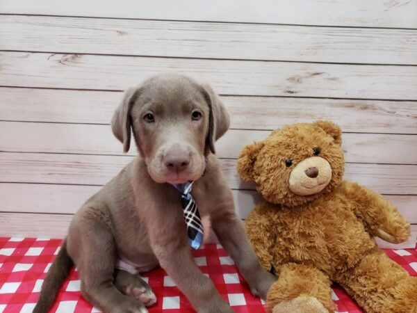 Labrador Retriever DOG Male Silver 20199 Petland Batavia, Illinois