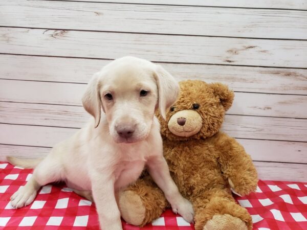 Labrador Retriever DOG Female Yellow 20200 Petland Batavia, Illinois