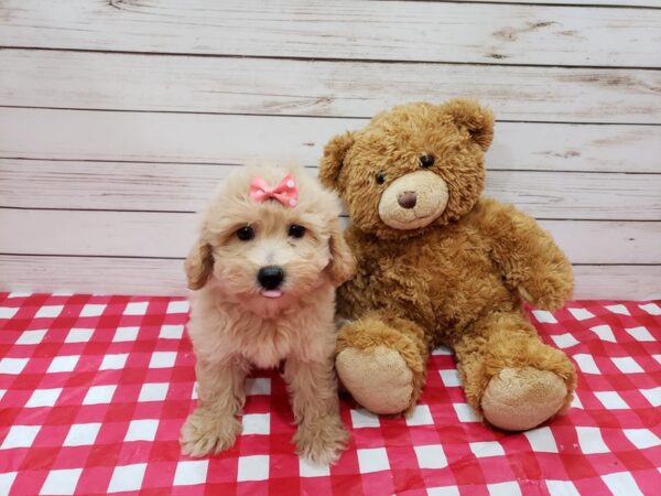 Hava Poo DOG Female Cream and White 20204 Petland Batavia, Illinois