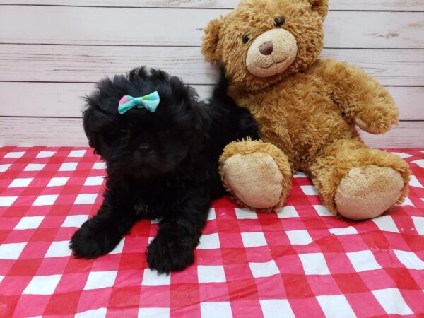 Shih Tzu DOG Female Black 20209 Petland Batavia, Illinois