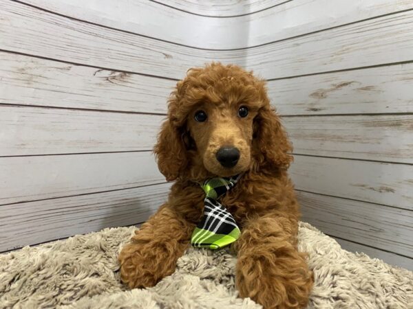 MOYEN POODLE-DOG-Male-Red-12094-Petland Batavia, Illinois