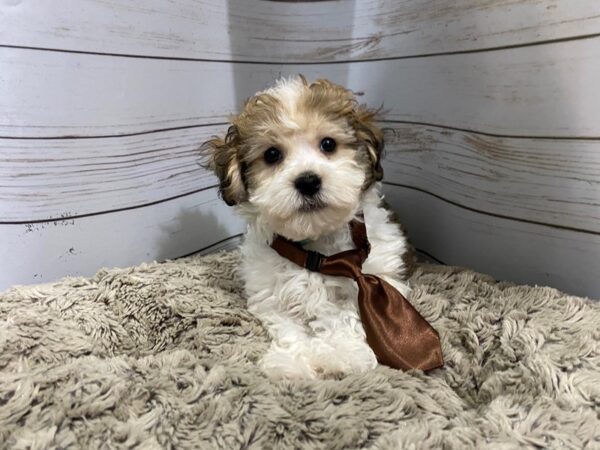 Havachon DOG Male Cream & White 12084 Petland Batavia, Illinois