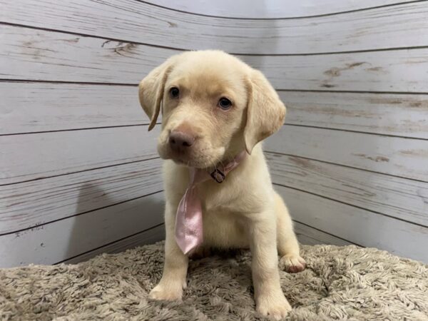 Labrador Retriever DOG Female Yellow 12089 Petland Batavia, Illinois
